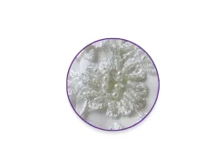 Cuentas Perladas Marfil 3mm Bisutería