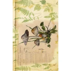 Online Papel de Arroz Mushrooms IV Botanical Book 54x33cm Decoupage