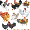 Sale Servilletas de Papel Gallos 33x33cm Decoupage